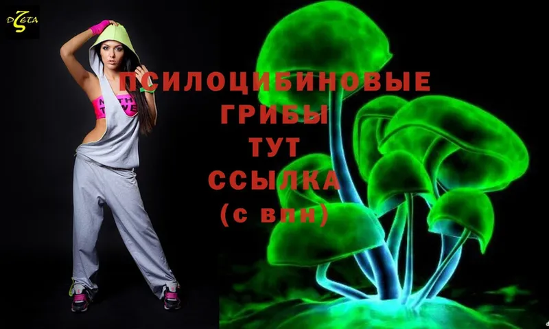 закладки  Андреаполь  Галлюциногенные грибы Psilocybine cubensis 